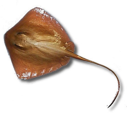 48'' Golden Ray Half-Side Fish Mount