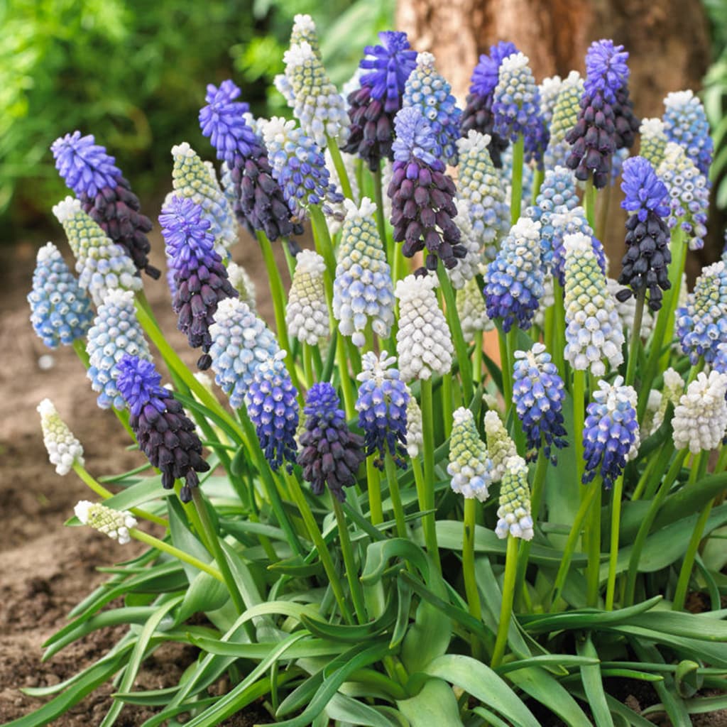 Lowe's 50-Count Grape Hyacinth Delft Blue Blend Bulbs | 21532