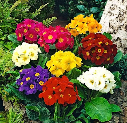 Primrose - Oxlip Primula Flowers Blend 0.1G/30 Seeds Elatior Gmo Free