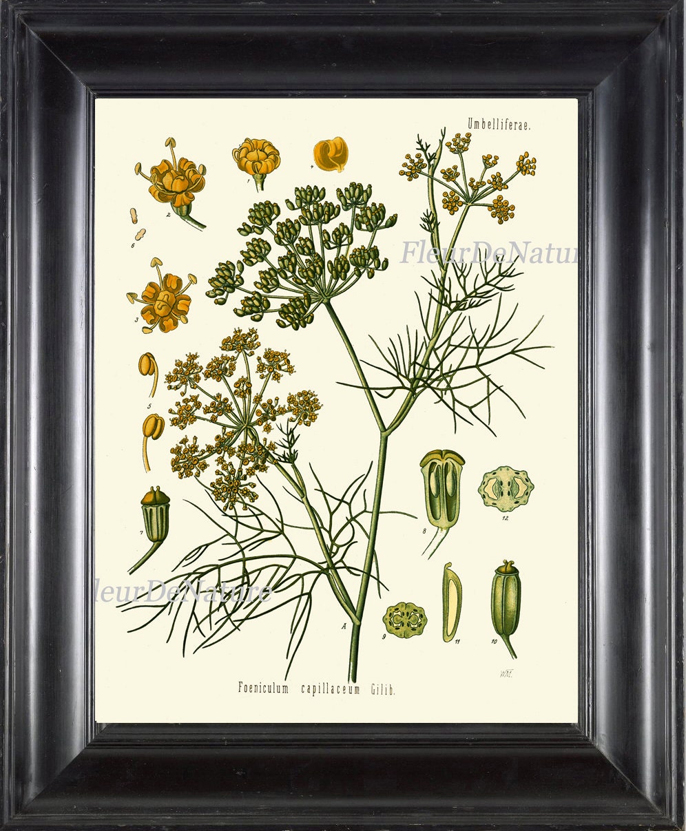 Fennel Botanical Art Print Kohler Herb 8x10 11 Beautiful Antique Vintage Plant Seeds Chart Cooking Book Plate Home Kitchen Wall Decor