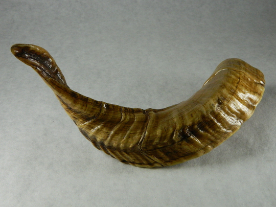 1 Natural Rams Horn - Ethically Harvested Sheep Horn; Jewelry Making, Craft Projects, Cosplay Perfect Gift, Chew Toy, Zq12