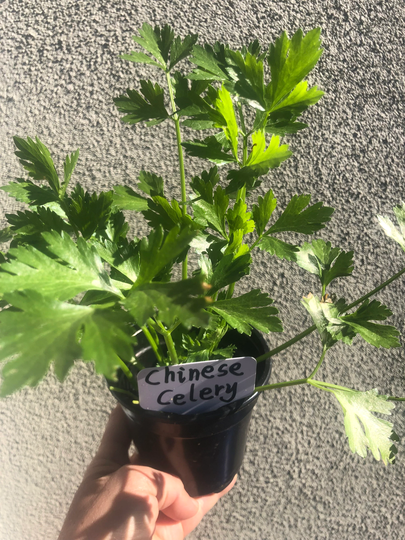 Live Chinese Celery Plant/唐芹 Growing in 4" Pot