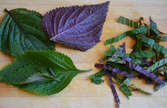 Vietnames Perilla Shiso Jeok Ssam Ip Seed