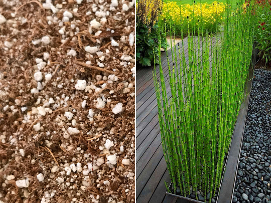 Premium Organic Soil Blend For Equisetum | Miniature Bamboo Horsetail Reed & Bog Plants