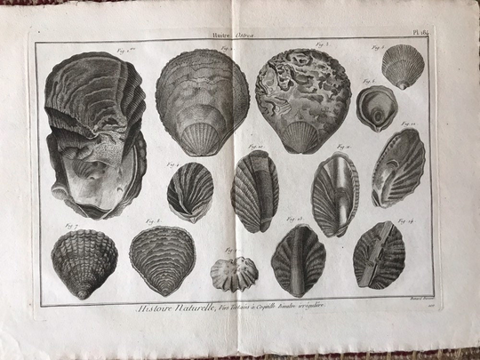 Antique French Oyster Print 18Th Century Copperplate Engraving History Naturelle Ostrea Shell Seafood Shellfish Huitre P