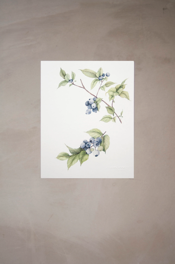 Blueberry Watercolor Artprint 8"x10"