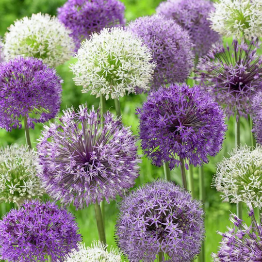 Lowe's 12-Count Allium Blend Bulbs | 21403