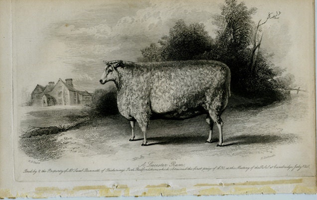 Vintage Engraving A Leicester Ram At Cambridge July 1840