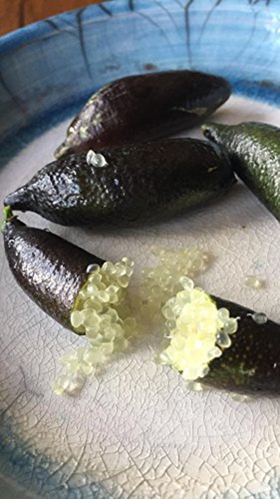 6 Oz | 170 Gram, Around 24 Pieces Freshly Picked Fresh Finger Limes Aka Citrus Cavia Fingerlime