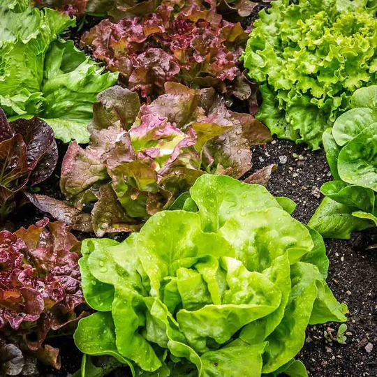 Gourmet Blend Lettuce, 200 Seeds, Mixed Greens Lettuce Seeds Salad Leafy Vegetable Heirloom Non-Gmo Open Pollinated Us Farm Free Shipping