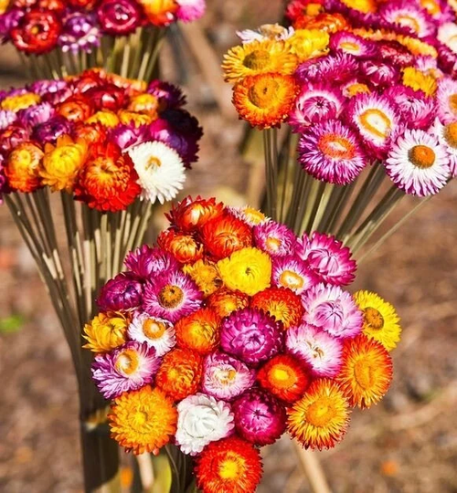 strawflower Dwarf Tom Thumb - Everlasting Flowers Blend 0.5G/200 Seeds Helichrysum Bracteatum Gmo Free