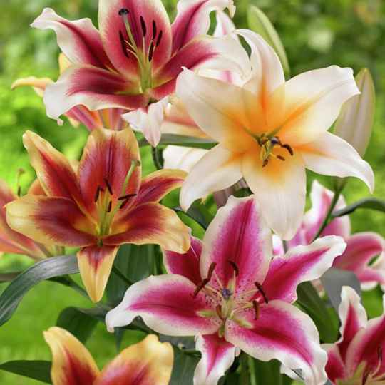 Lowe's 9-Count Lily Tequila Sunrise Blend Bulbs | 11357