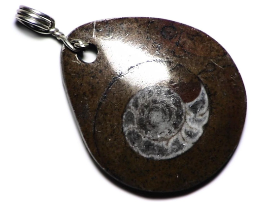 Natural Ammonite Necklace, Sterling Silver Wire Wrap, Real Fossil Pendant, Shell Gift, Invertebrate Stone For A Nerd, Student Gift