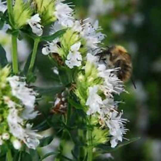 40+ Hyssopus Officinalis Nectar White Flower Seeds/Aromatic Prennial Herb