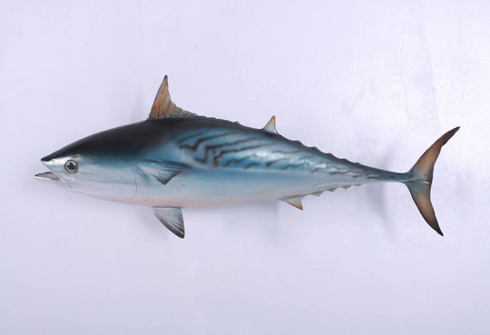 Mackerel Tuna