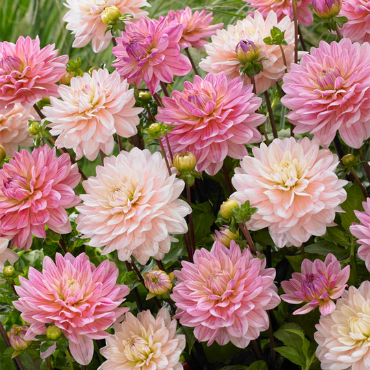 Van Zyverden 7-Count Dahlias Pretty In Pink Blend Bulbs | 83439