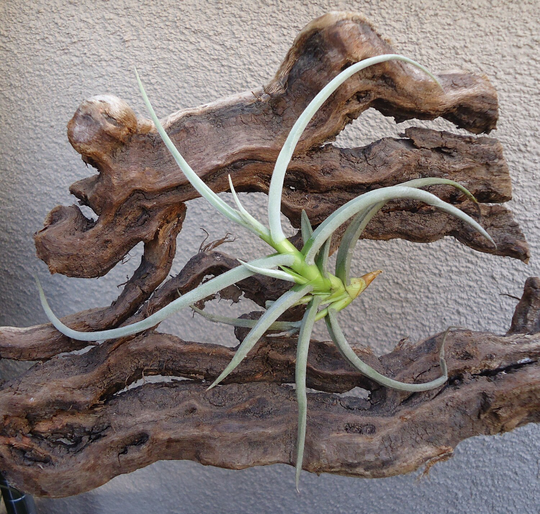 Tillandsia Caliginosa Air Plants