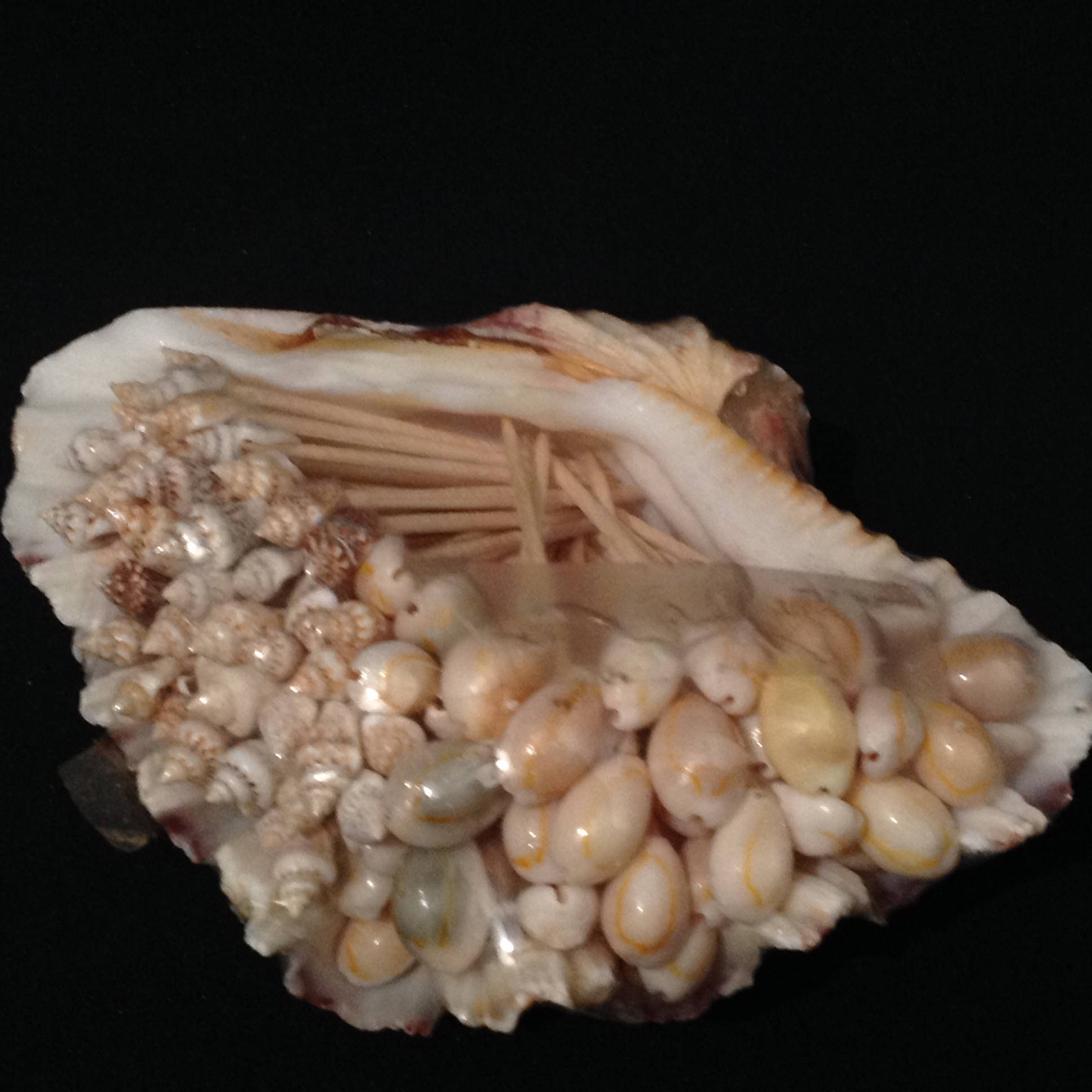 Seashell Toothpicks & Clam Shell Holder Over 75 Seafood Dining Beach Entertaining Presentation Appetizers Hors Devours Serving