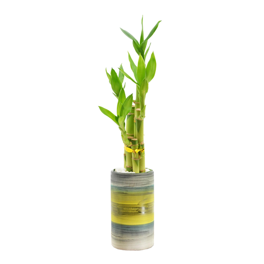 Live Lucky Bamboo Plant in Tall Ceramic Pot: Green/Multi by World Market