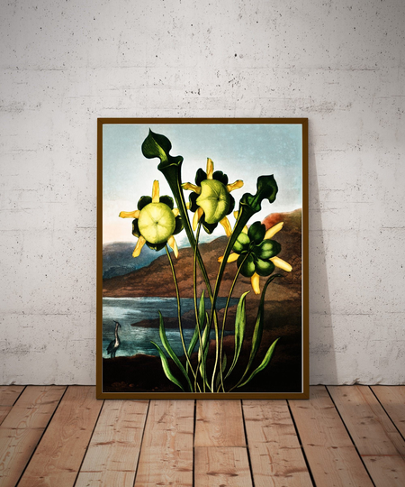 Flower Art Poster Print, Vintage Flower Painting, Antique Floral Pattern, Pitcher Plant From The Temple Of Flora | 1807 By Robert Thornton