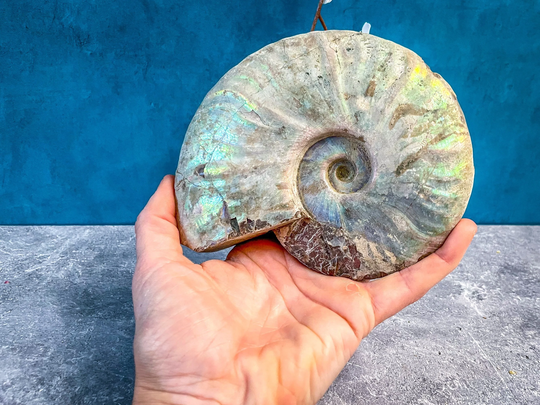 Discounted 5 1/2" Rainbow Ammonite Fossil, Large Opalized Ammonite