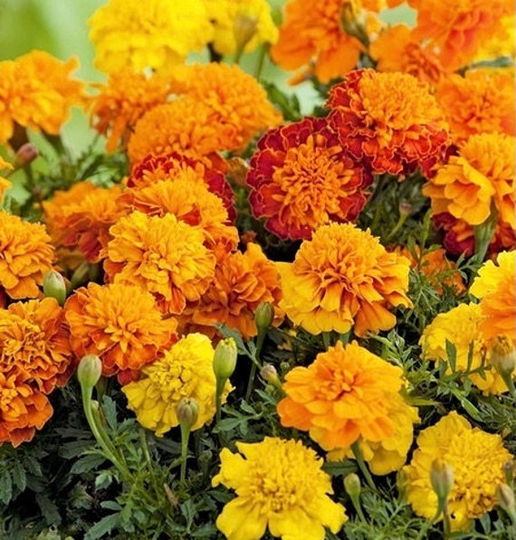 French Marigold Blend - Brocade 1G/50 Organic Seeds Tagetes Patula Nana Gmo Free