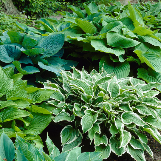 Van Zyverden 6-Count Hostas Premium Blend Bulbs | 83525
