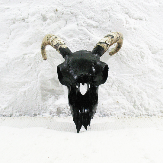 Black Ram Skull With Small Horns