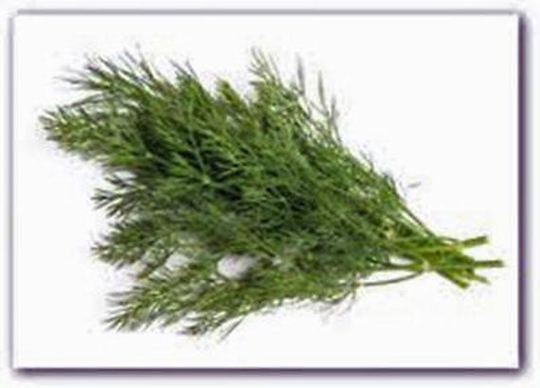 Dill Seed, Bouquet Seeds, Heirloom, Non Gmo, Country Creek Acres