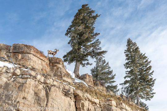 Bighorn Sheep Ram Print Yellowstone National Park Poster Winter Snow Scene Rustic Farmhouse Decor Fine Art Animal Photography Canvas
