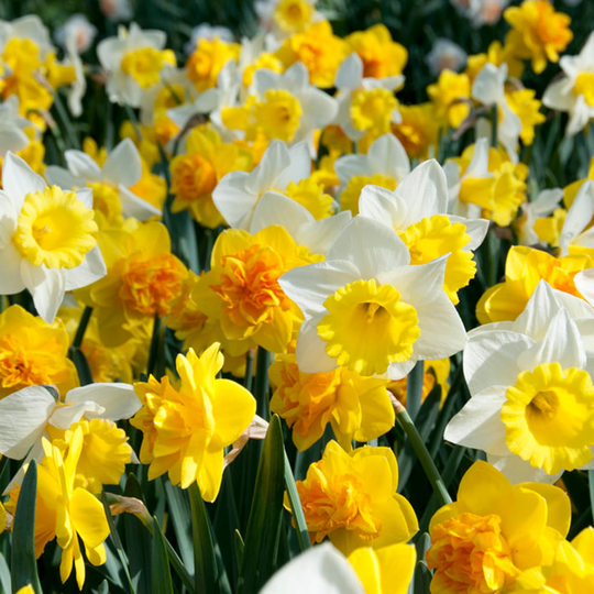 Lowe's 25-Count Daffodils Sunny Side Up Blend Bulbs | 87048