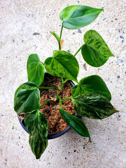 Variegated Philodendron Hederaceum/Heart Leaf