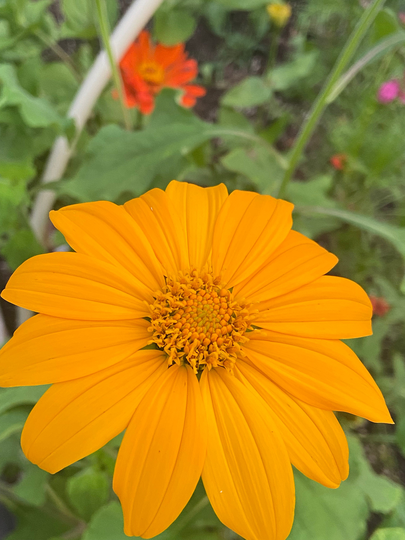 Sunflower Aztec Sun Flower Heirloom Seed 50