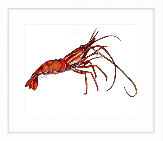 Shrimp