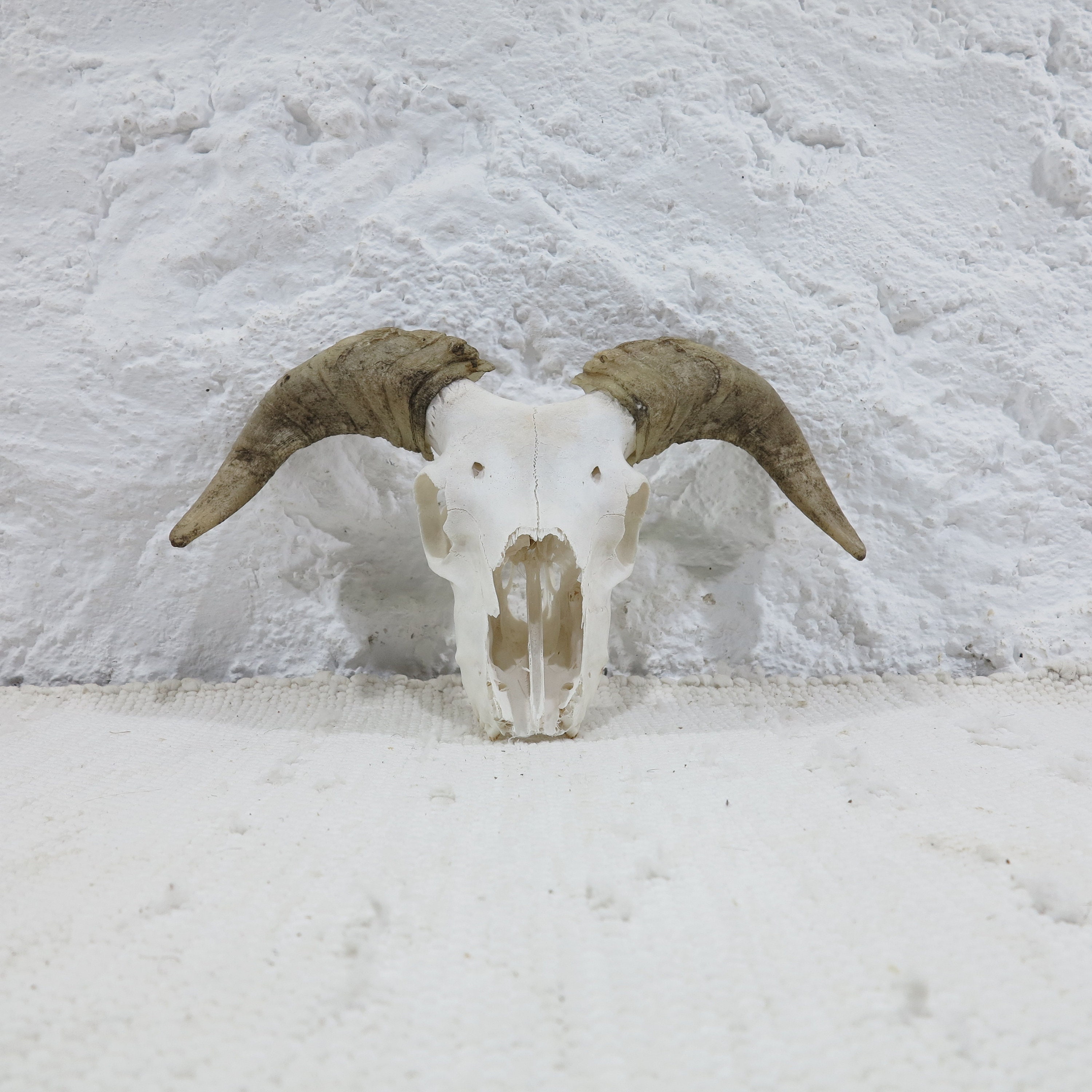 Little Ram Skull With Natural Horns
