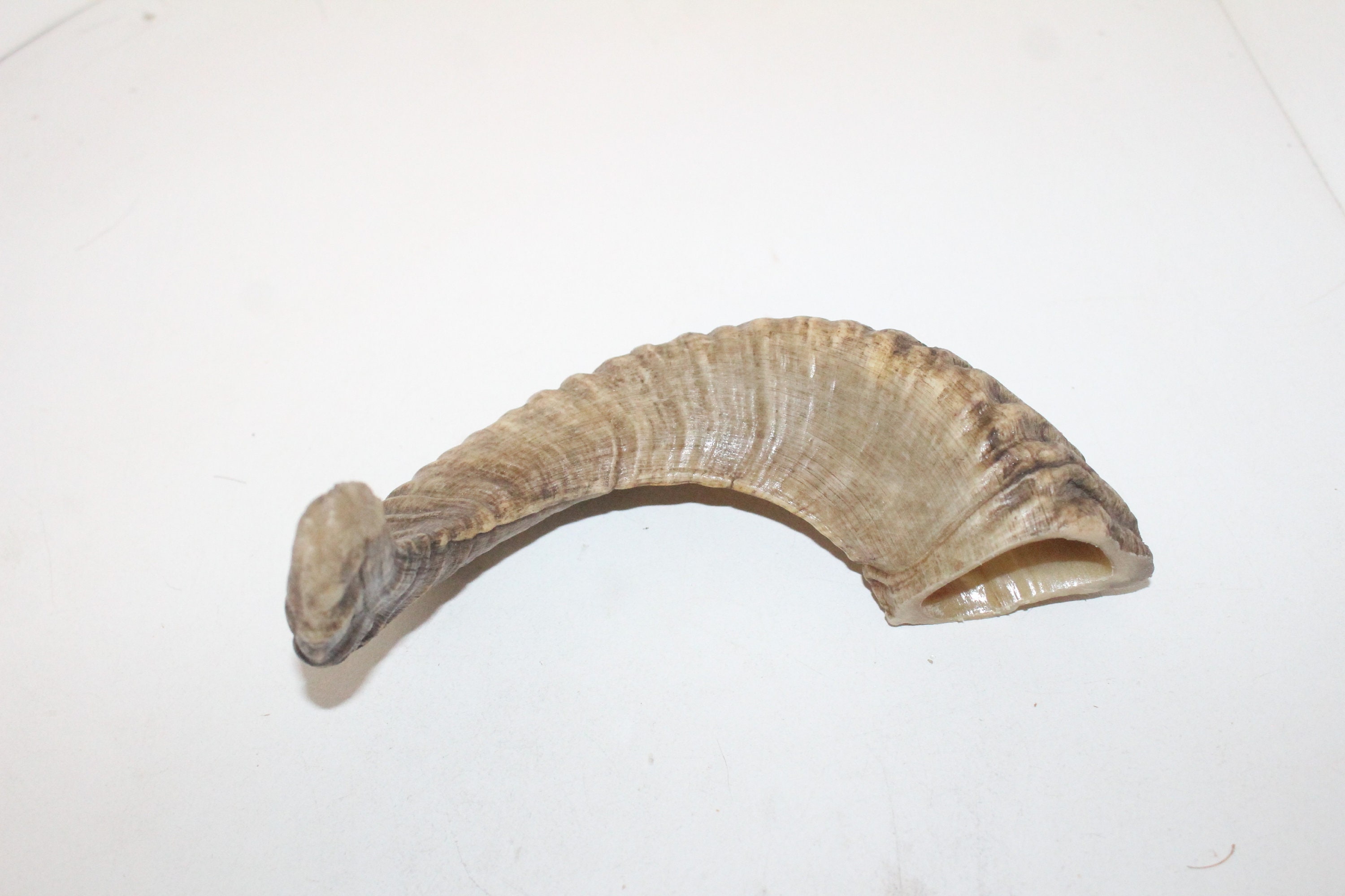 1 Sheep Horn 401 Polished Sheep Ram Horns