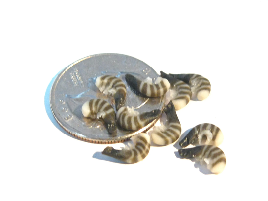 Dollhouse Raw Shrimp 10Pcs