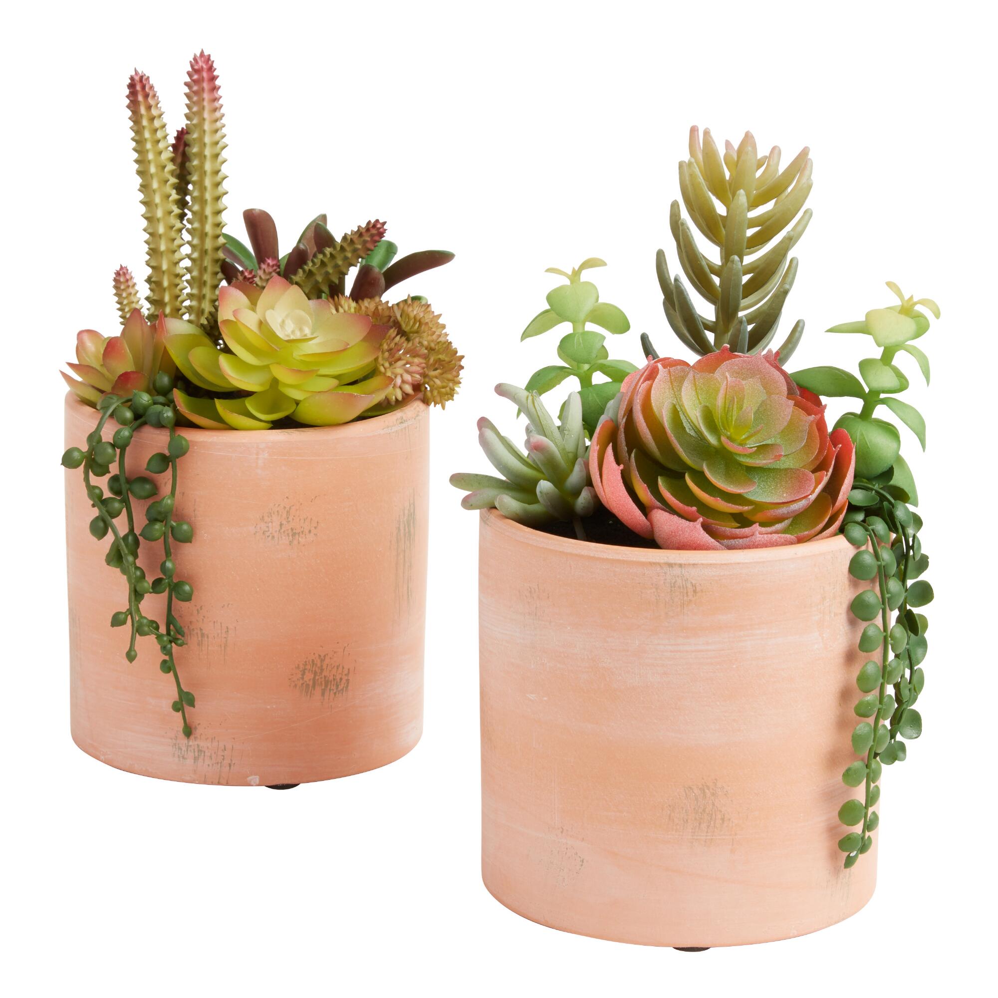 Faux Succulent Arrangements in Terracotta Pots Set of 2 by World Market