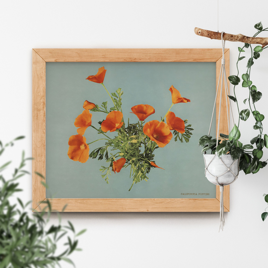 California Poppies By Detroit Photographic Co. 1899 High Quality Famous Orange Floral Garden Flower Bouquet Antique Film Camera Photography