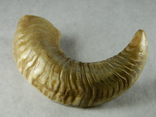 1 Natural Rams Horn - Ethically Harvested Sheep Horn; Jewelry Making, Craft Projects, Cosplay Perfect Gift, Chew Toy, Zq39