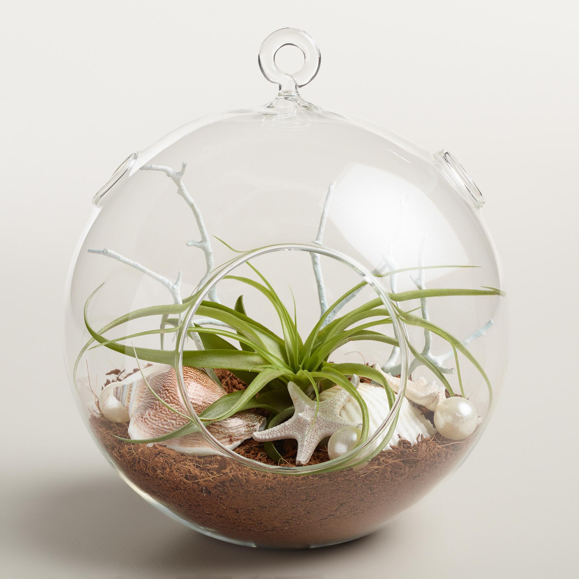 Hanging Live Plant Glass Terrarium with Starfish by World Market