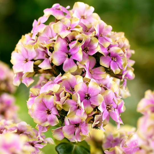Van Zyverden 5-Pack Tall Phlox Sherbet Blend Bulbs | 83861