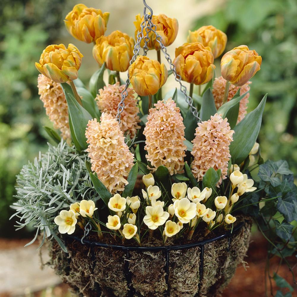 Lowe's 50 Count Apricot Sunset Blend Bulbs | 87163