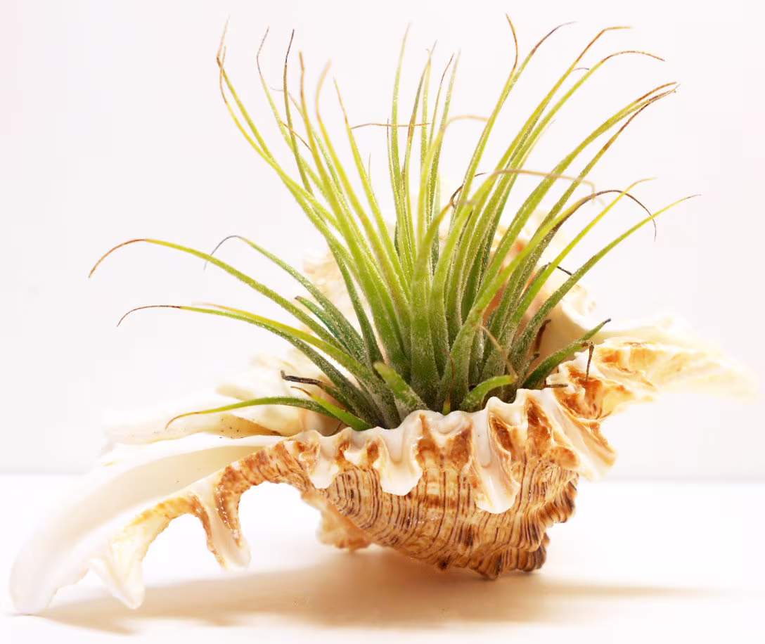 Beautiful Ram's Murex Shell Airplant Kit | Tillandsia Small 4-5" Coastal Beach Cottage Dorm Office Wedding Decor