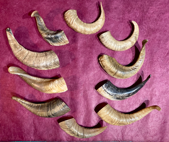 Single Icelandic Lamb Horns