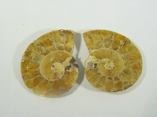 Polished Pair Ammonite Nautiloid Fossil 28mm Pendant Necklace Jewelry 8534D