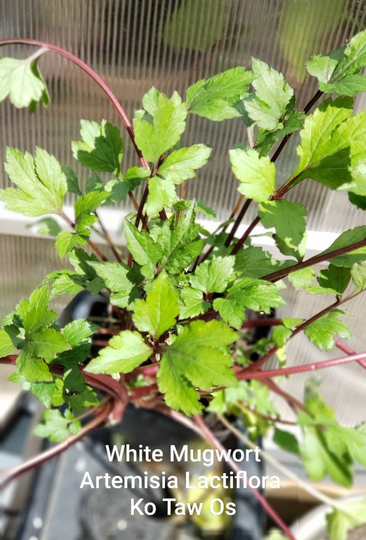 White Mugwort, Artemisia Lactiflora - Ko Taw Os Hmong Medicinal Herbs Starter Live Plant | 1- 2.5" Pot