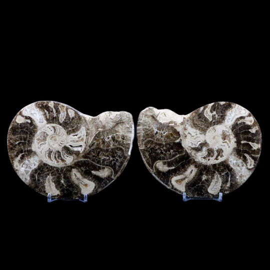 xl 5.4" Choffaticeras Ammonite Fossil Cut Pair Shell Cretaceous Age Turonian, Asfla, High Atlas Mountains Morocco Free Stands & Shipping