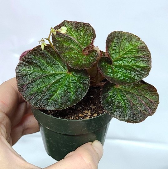 2" Begonia Manaus Trailing Live Rare Tropical Plant