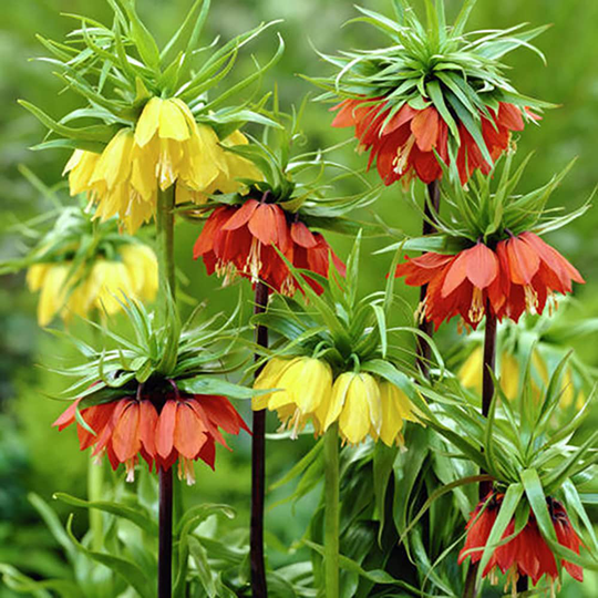 Lowe's 3-Count Fritillaria Blend Bulbs | 87112